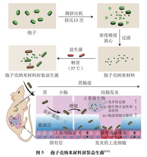 食品科學(xué) 中國農(nóng)業(yè)大學(xué)李媛教授等 提高益生菌耐加工貯藏穩(wěn)定性和體內(nèi)存活率的遞送系統(tǒng)研究進展