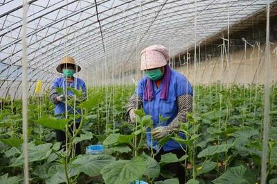 西葫蘆、辣椒等種子出口韓國(guó)、印度等青州蔬菜種子重研發(fā)結(jié)碩果