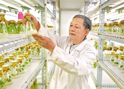 專注雜交油菜育種60余年的傅廷棟院士--“搞農業(yè)的就要多下田”
